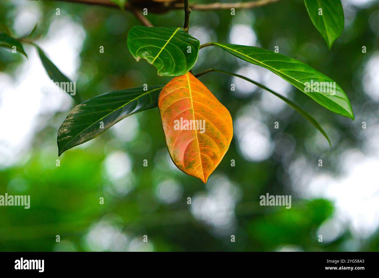 Rotes Blatt umgeben von grünen Blättern Stockfoto