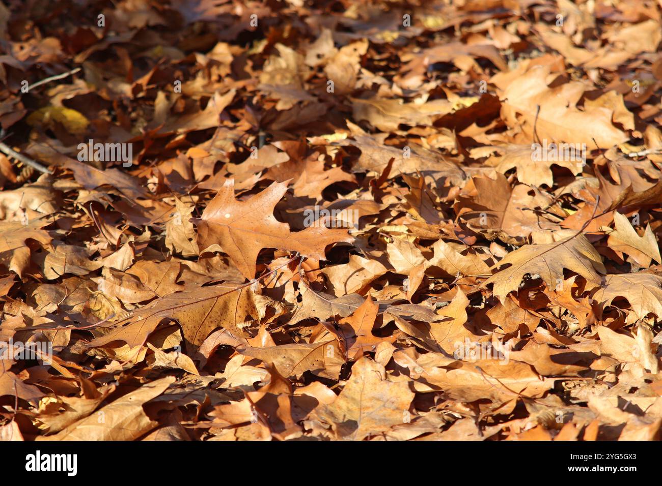 Herbstlaub Bedeckt Den Waldboden Stockfoto