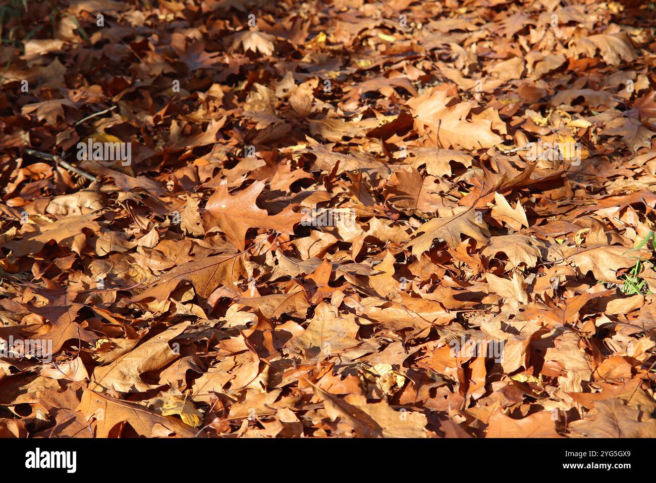 Herbstlaub Bedeckt Den Waldboden Stockfoto