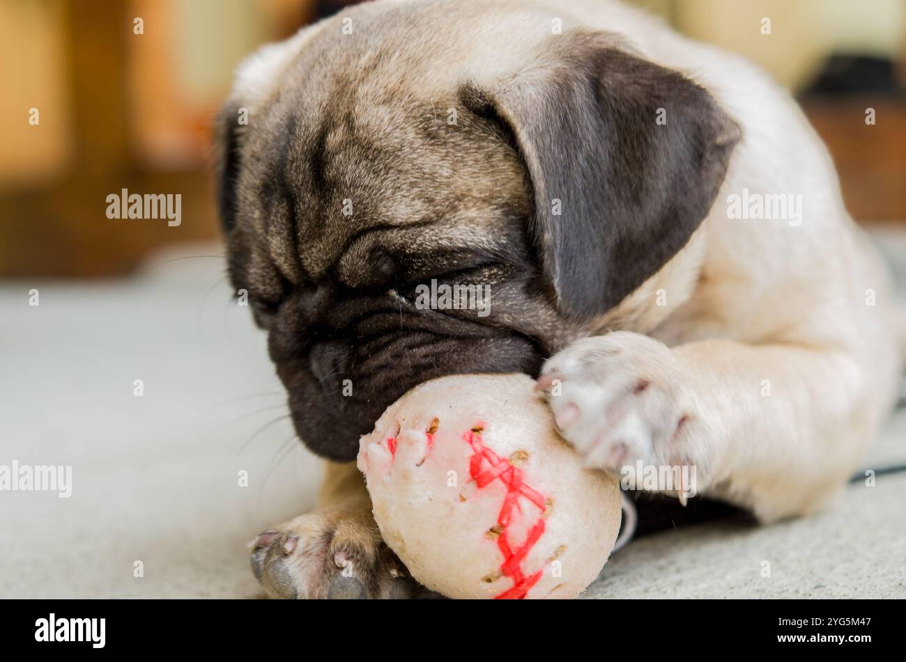 Ein entzückender niedlicher Welpe Stockfoto