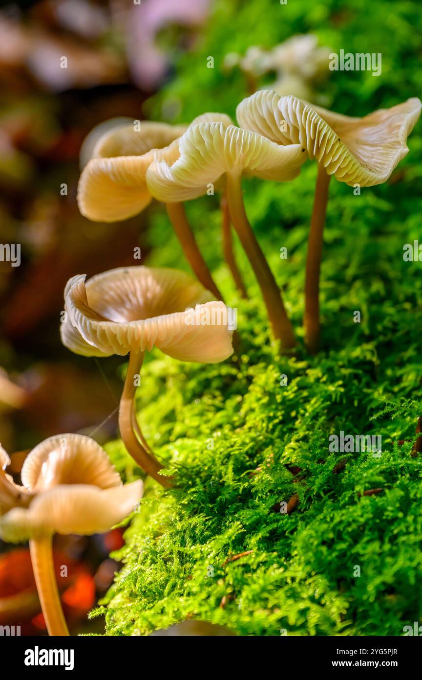 Mycena galericulata (Mycena galericulata) Pilze wachsen auf einem moosbedeckten Baumstamm in einem Wald im South Downs National Park, West Sussex, England. Stockfoto