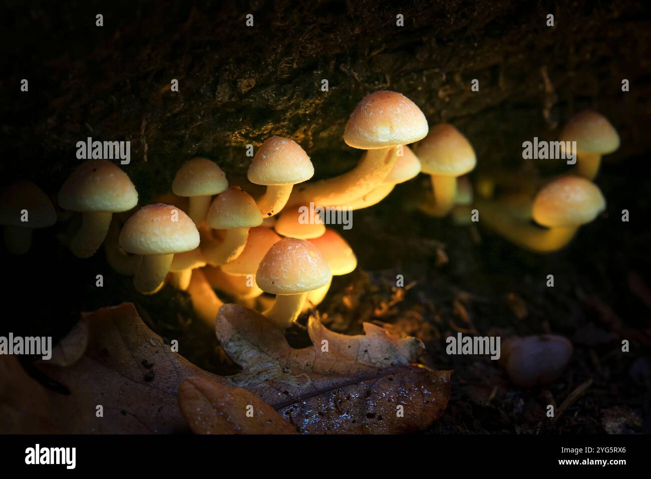 Kleiner Pilz, der unter einem Baumstamm wächst, mit Herbstblättern im Vordergrund. Der Pilz leuchtet Stockfoto