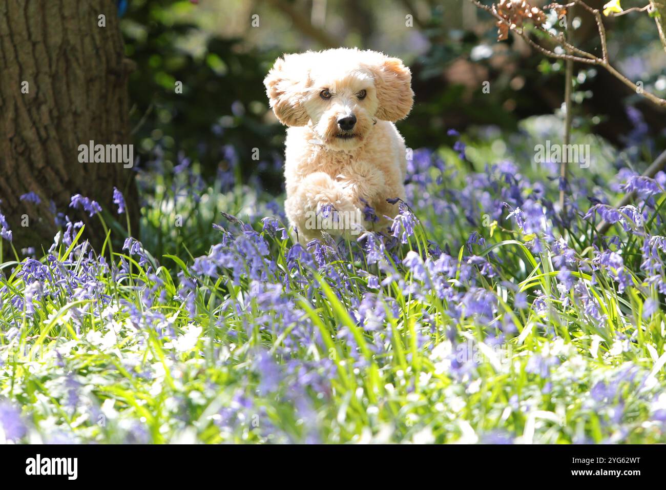 Bilbo, ein spanischer Wasserhund im Alter von 7 Jahren, macht seinen morgendlichen Spaziergang durch die Bluebell Woods in Shepherdswell Kent Stockfoto