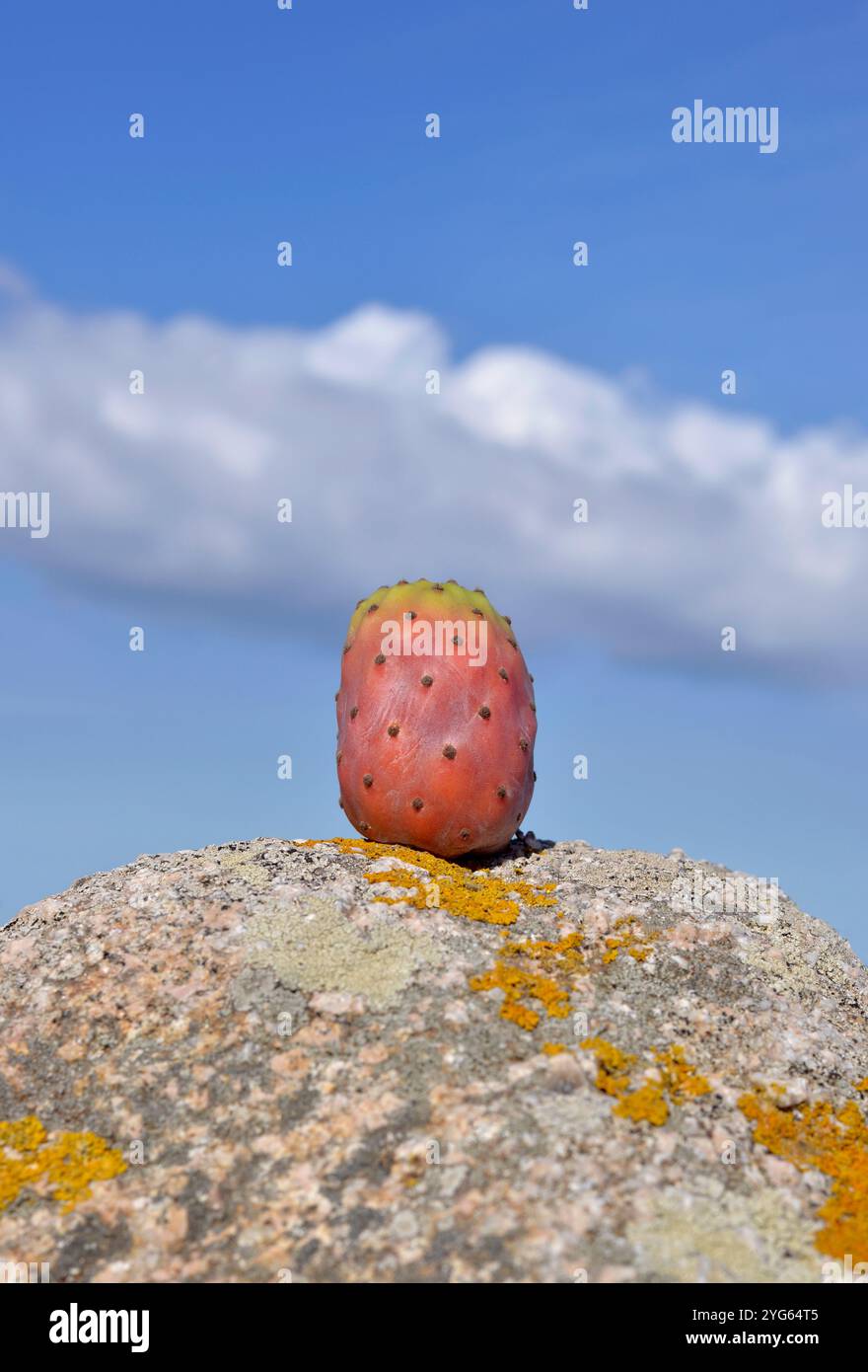 Kaktusfeige, die auf dem Felsen steht Stockfoto