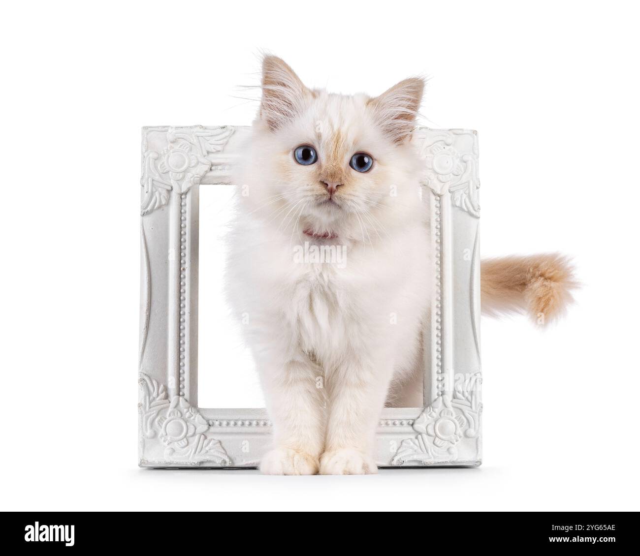 Entzückendes, rotes, heiliges Birman-Katzenkätzchen, das durch einen weißen Bildrahmen steht. Neugierig auf die Kamera blicken, mit speziellen blauen Augen. Isoliert Stockfoto