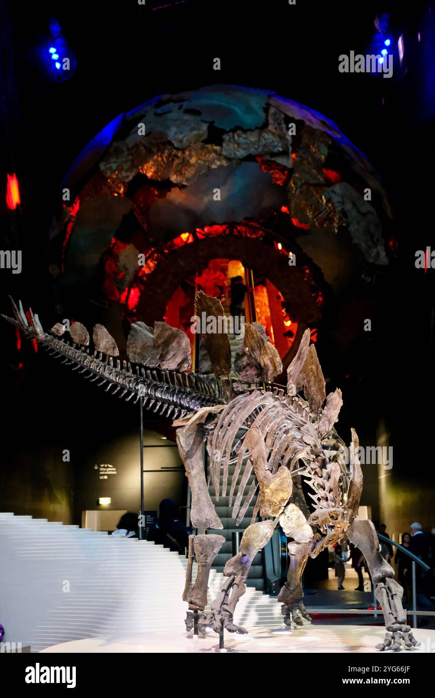 Fossiles Skelett eines Stegosuarus-Dinosauriers in der Eingangshalle der Earth Gallery des Natural History Museum in London. Stockfoto