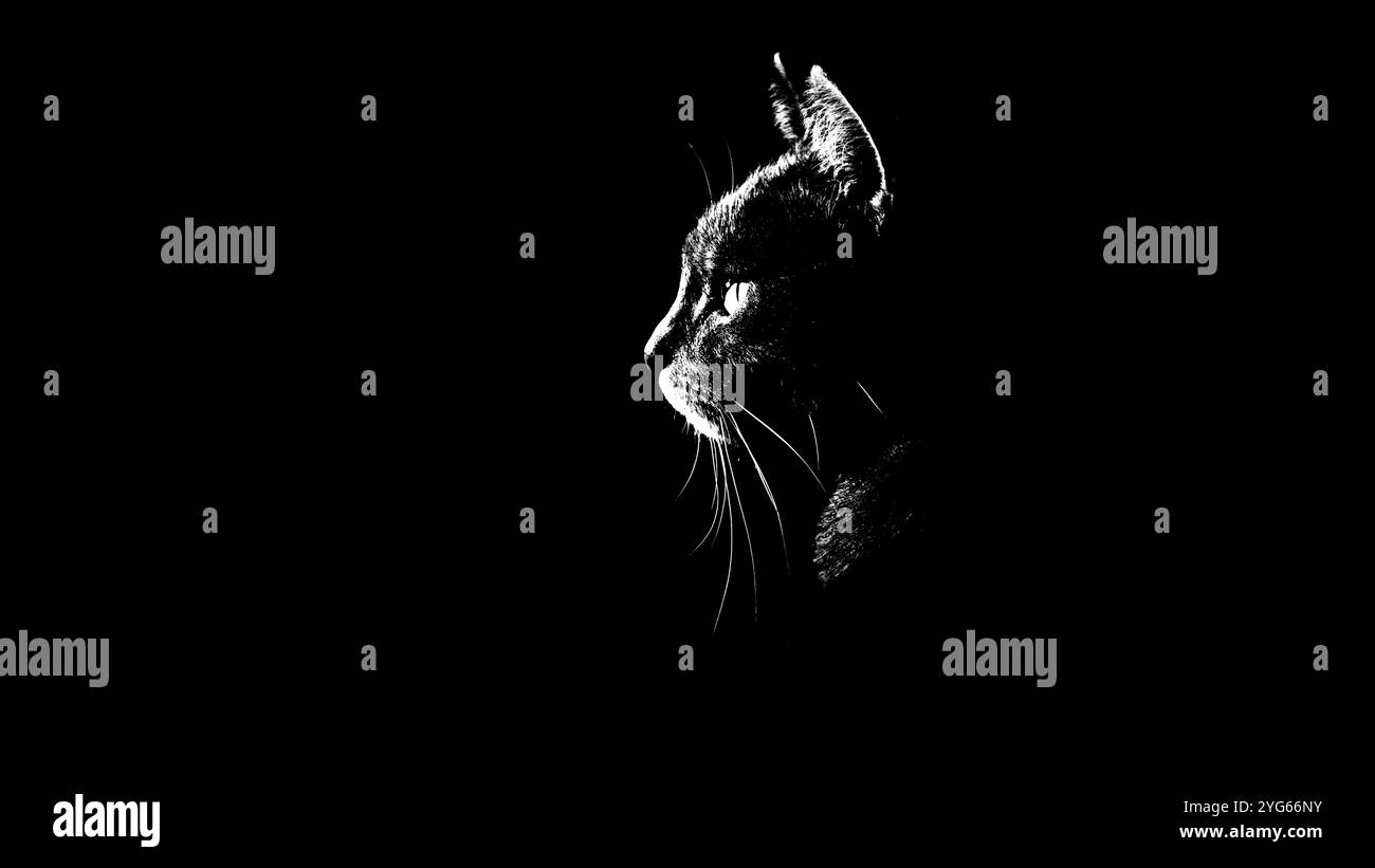 Profil einer Katze, Silhouettenmodus, Schwarzweiß, schwarzer Hintergrund, weiches Licht Stockfoto