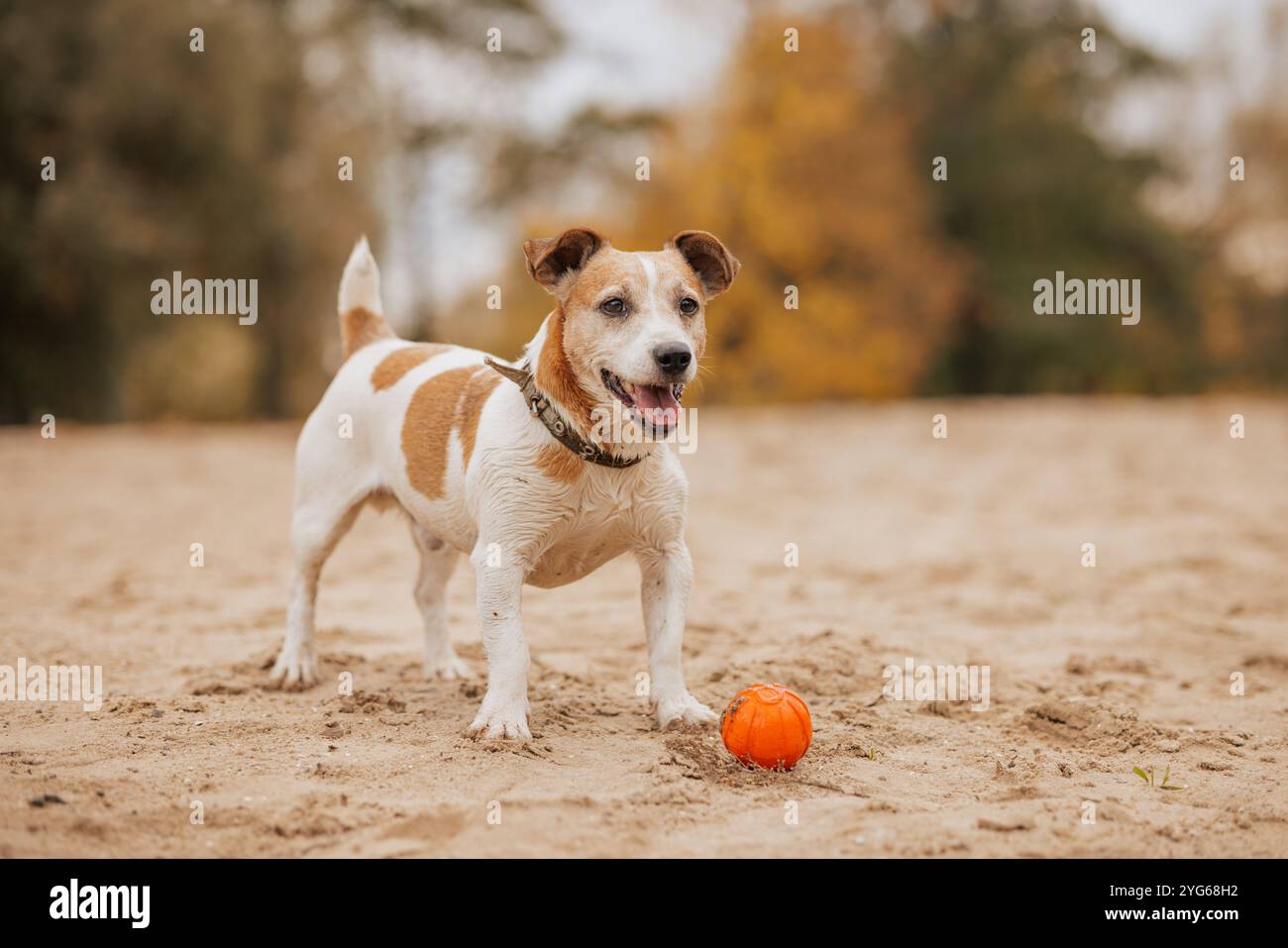 Ein Jack Russell Terrier steht auf sandigem Boden mit einem orangen Ball. Stockfoto
