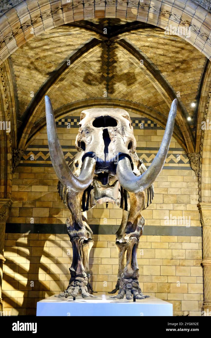 Ein fossiles Skelett eines amerikanischen Mastadons, oft mit einem Mammut verwechselt, ist in der Hintze Hall des Natural History Museum in London zu sehen. Stockfoto