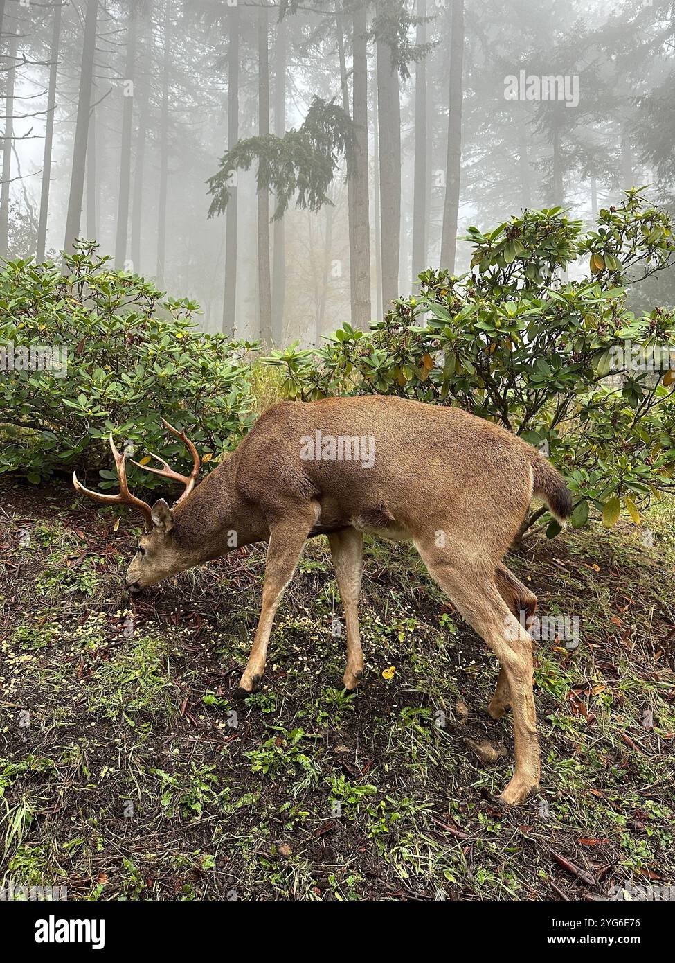 Ein großer Schwarzschwanz-Bock grast an einem nebeligen Morgen in Eugene, Oregon. Stockfoto