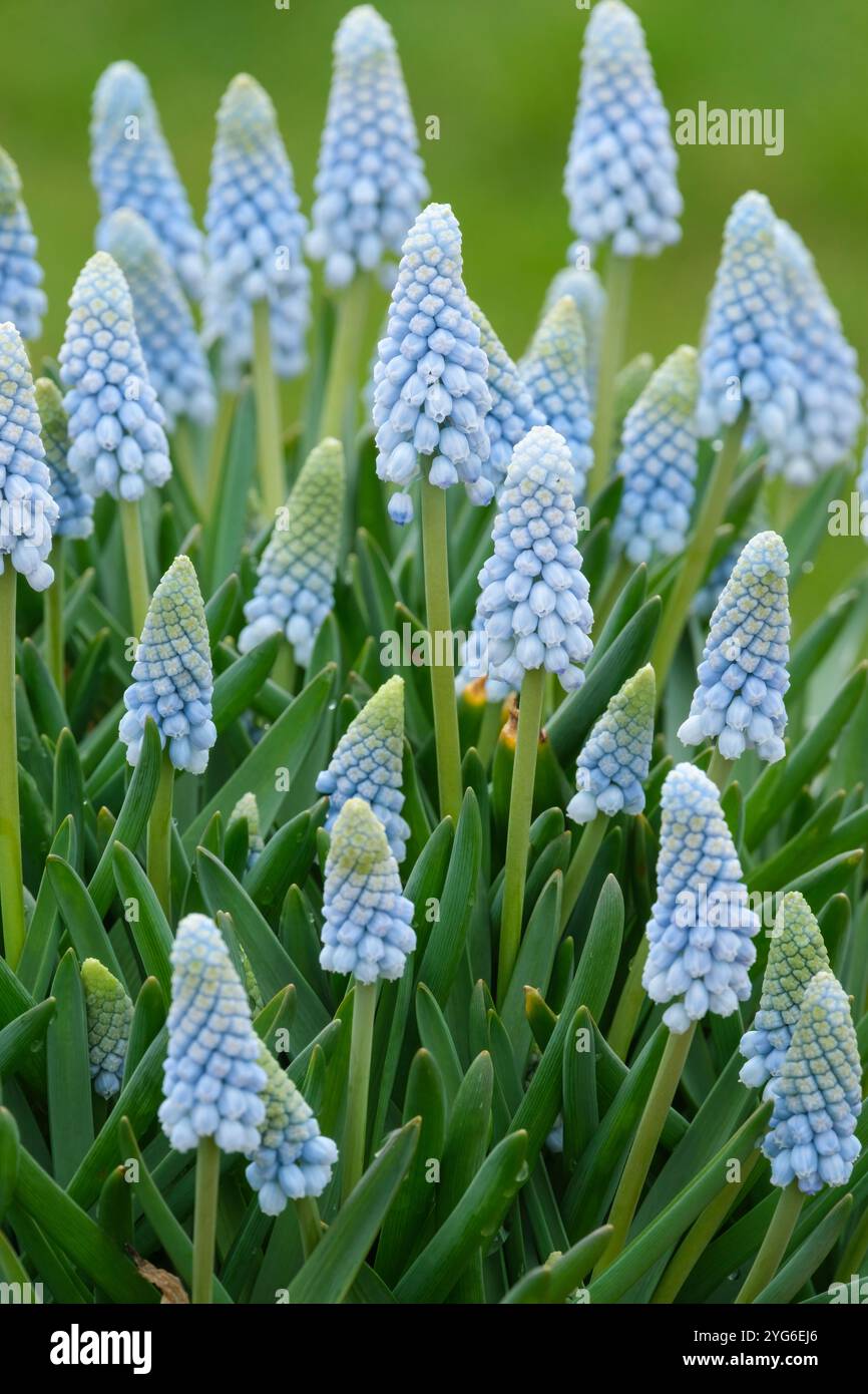 Muscari Baby-Atem, Traubenhyazinthe Baby-Atem, urnenförmige blassblaue Blüten im Frühjahr Stockfoto