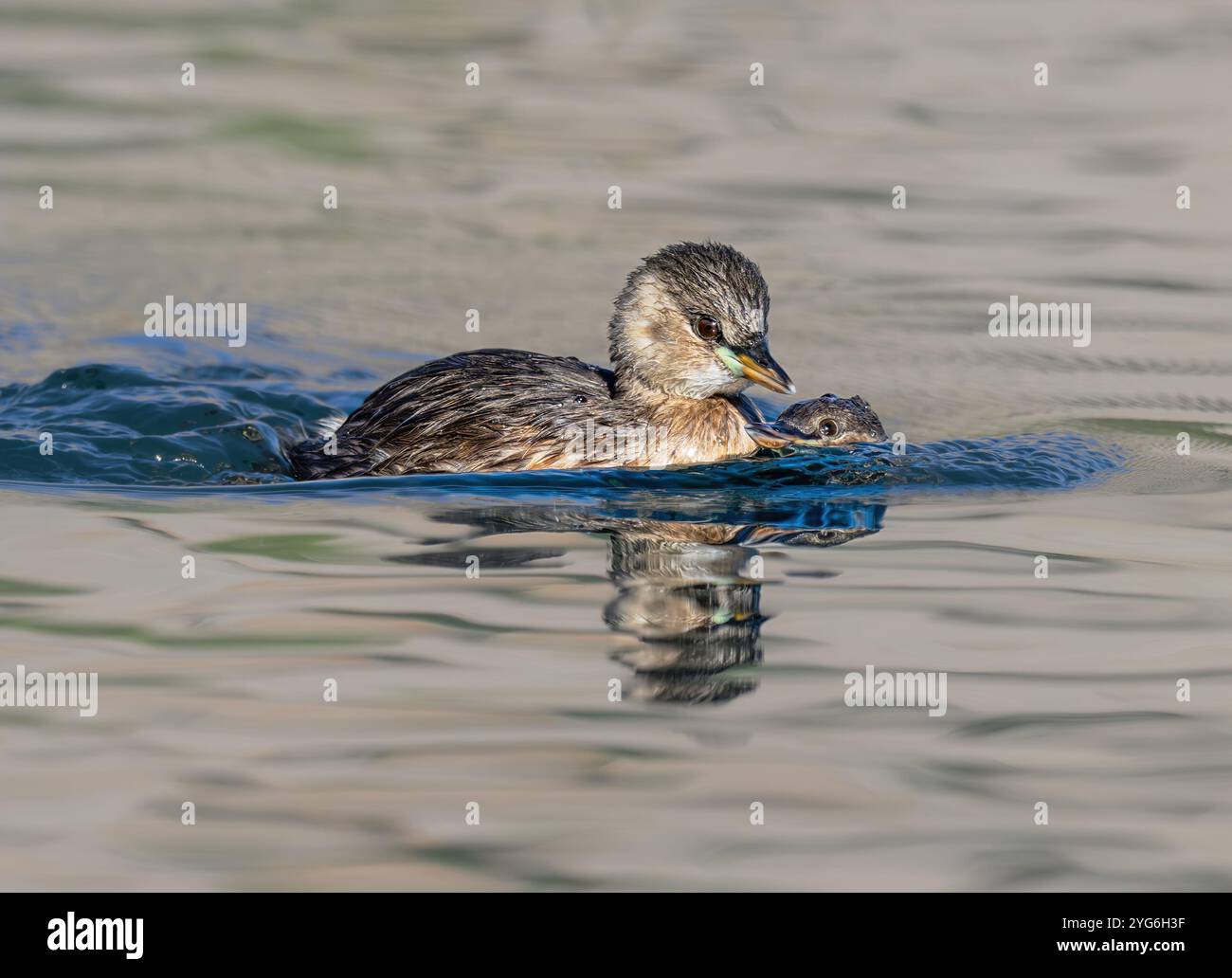Zwei kleine Laubvögel, Tachybaptus ruficollis, Grundgefieder, ein Elternvogel schwimmt zusammen mit seinem Jungtier und lehrt ihm, zum Füttern zu tauchen Stockfoto