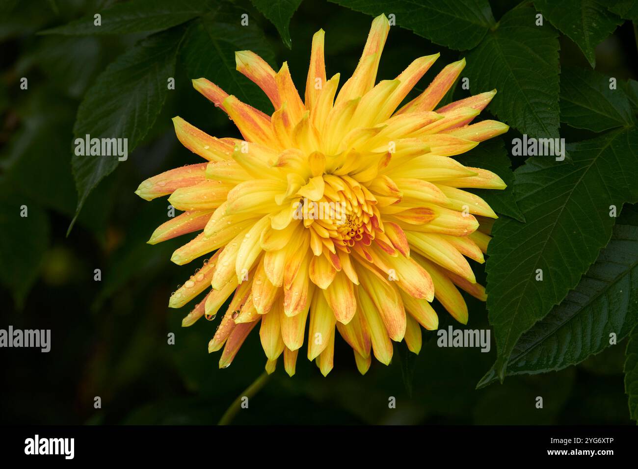 Gelbe und orangene Dahlienblüte (mehrjährig aus der Familie der asteraceae) Stockfoto