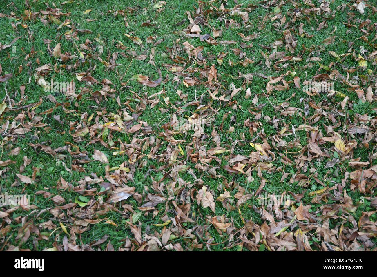 Kopenhagen/Dänemark/06 Nov.2024/ Gelbes und braunes Blatt zeigt Herbstwetter oder Herbstsaison in der dänischen Hauptstadt. (Foto. Francis Joseph Dean/Dean Pictures) (nicht für kommerzielle Zwecke) Stockfoto