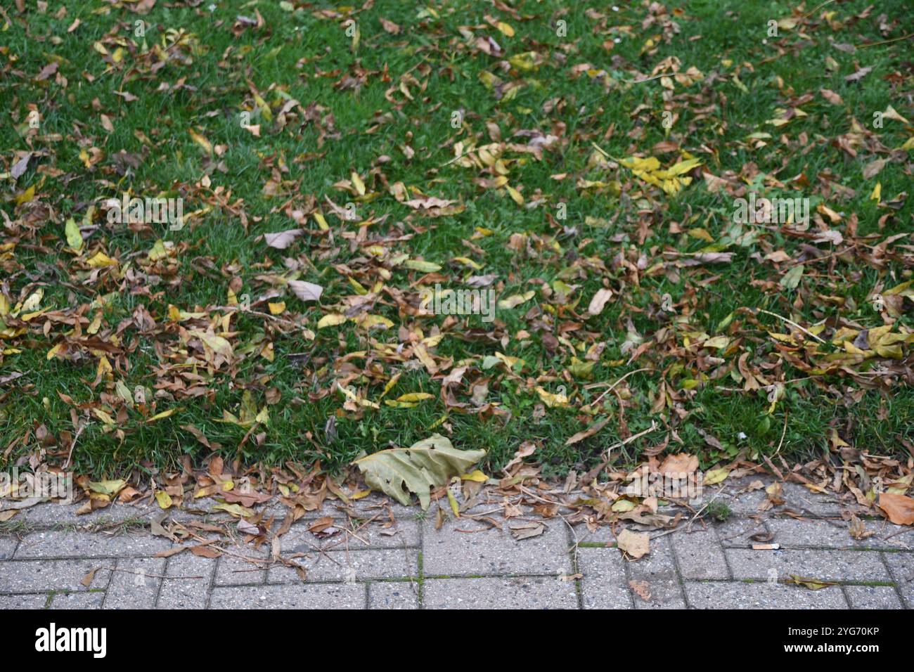 Kopenhagen/Dänemark/06 Nov.2024/ Gelbes und braunes Blatt zeigt Herbstwetter oder Herbstsaison in der dänischen Hauptstadt. (Foto. Francis Joseph Dean/Dean Pictures) (nicht für kommerzielle Zwecke) Stockfoto