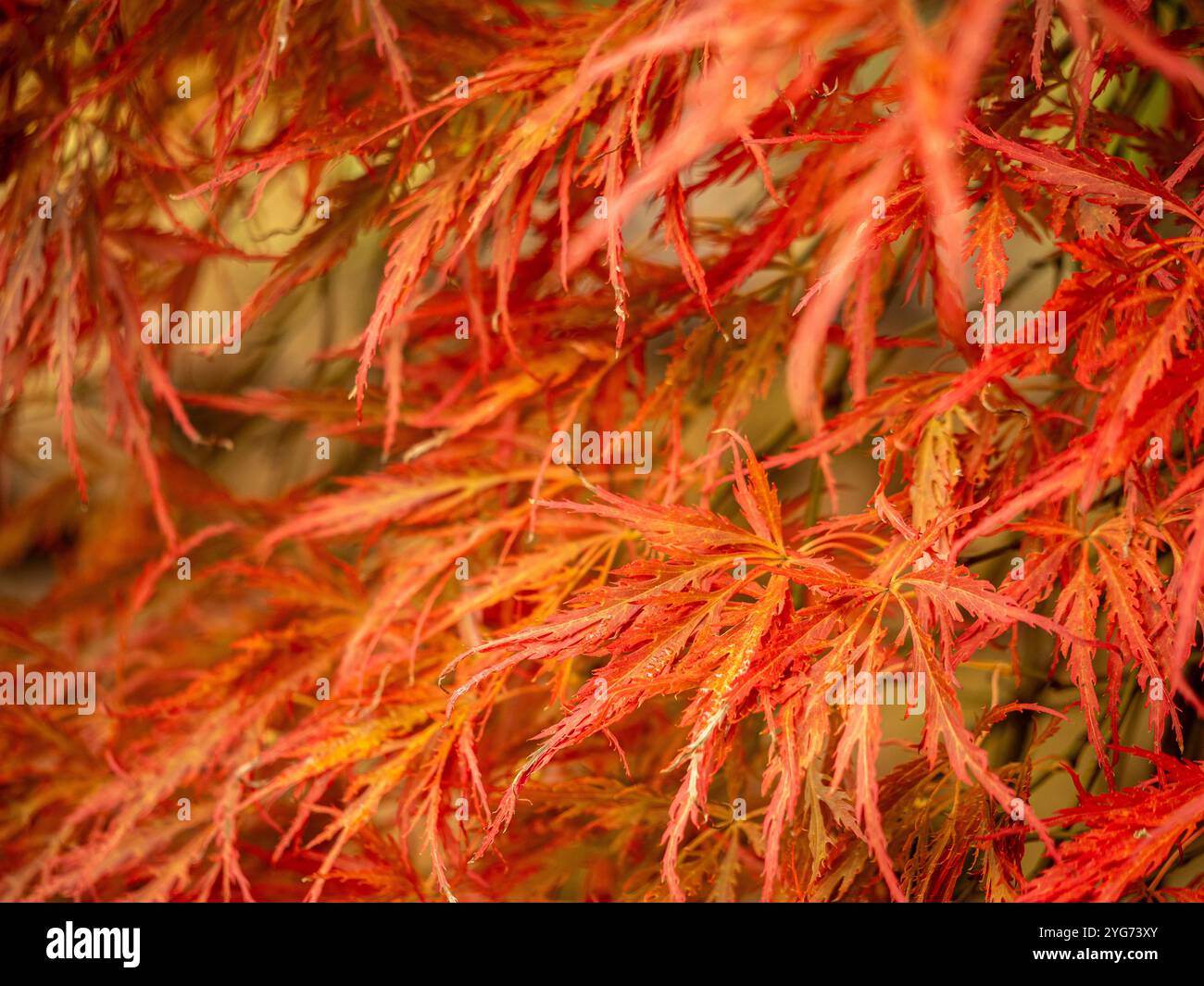 Japanischer Ahorn mit Orangenblättern im Herbst Stockfoto