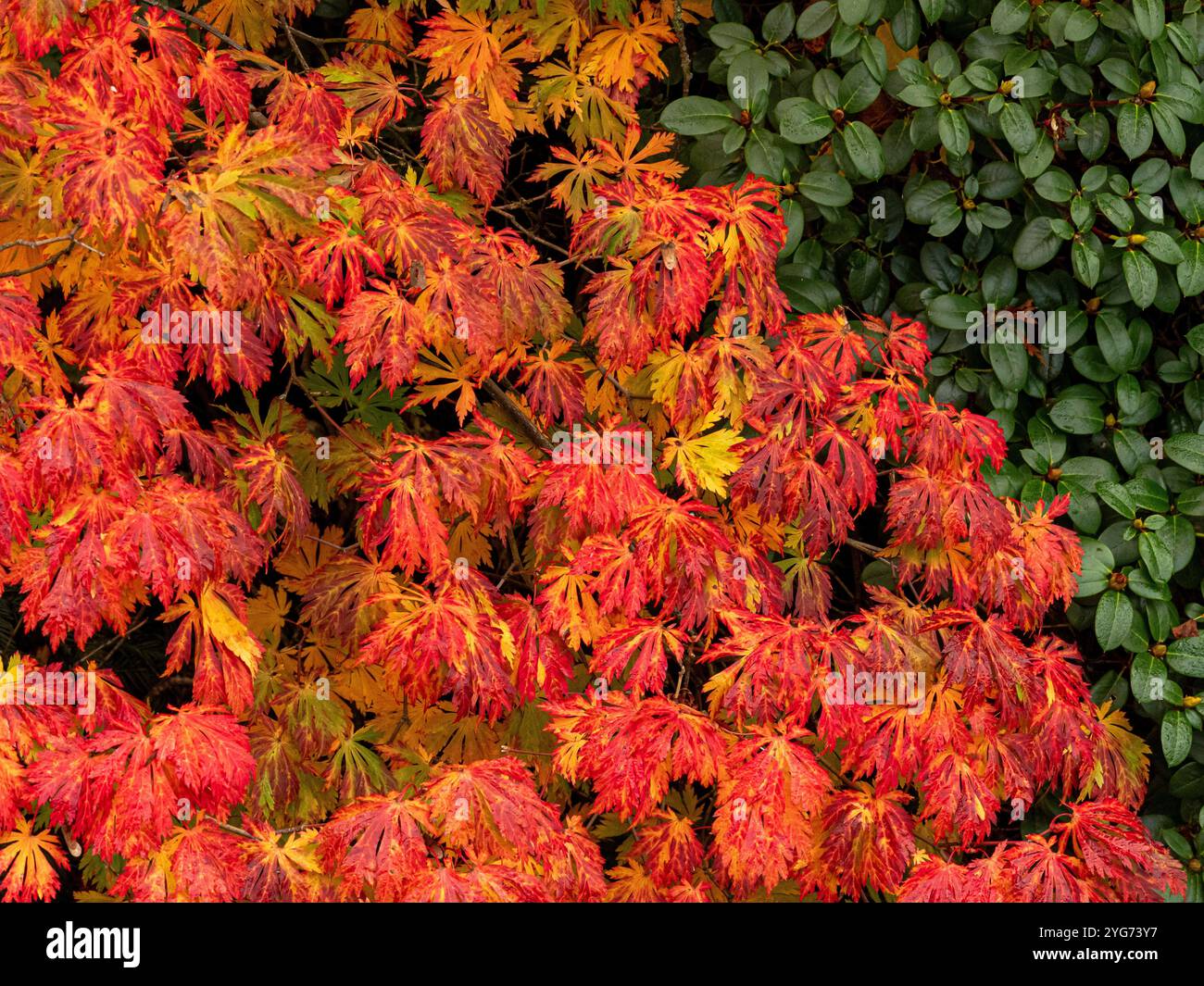 Rote Blätter des Acer Palmatum-Baumes im Herbst standen im Kontrast zu immergrünen Azaleablättern in einem britischen Garten. Stockfoto