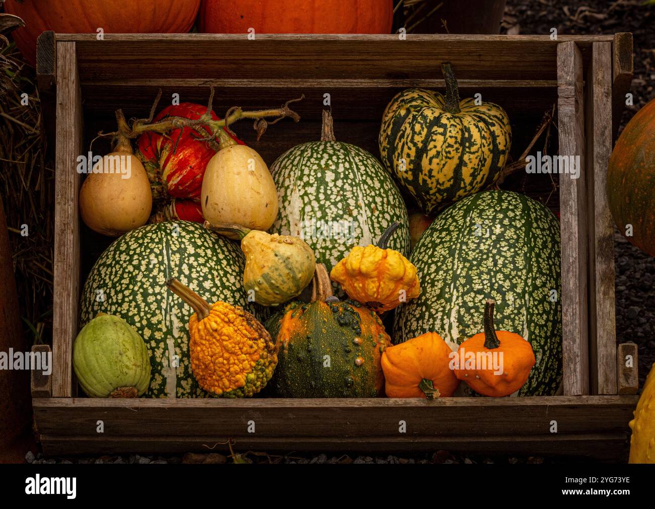 Geerntete Kürbisse, die in einer Holzkiste abgehärtet werden. UK Stockfoto