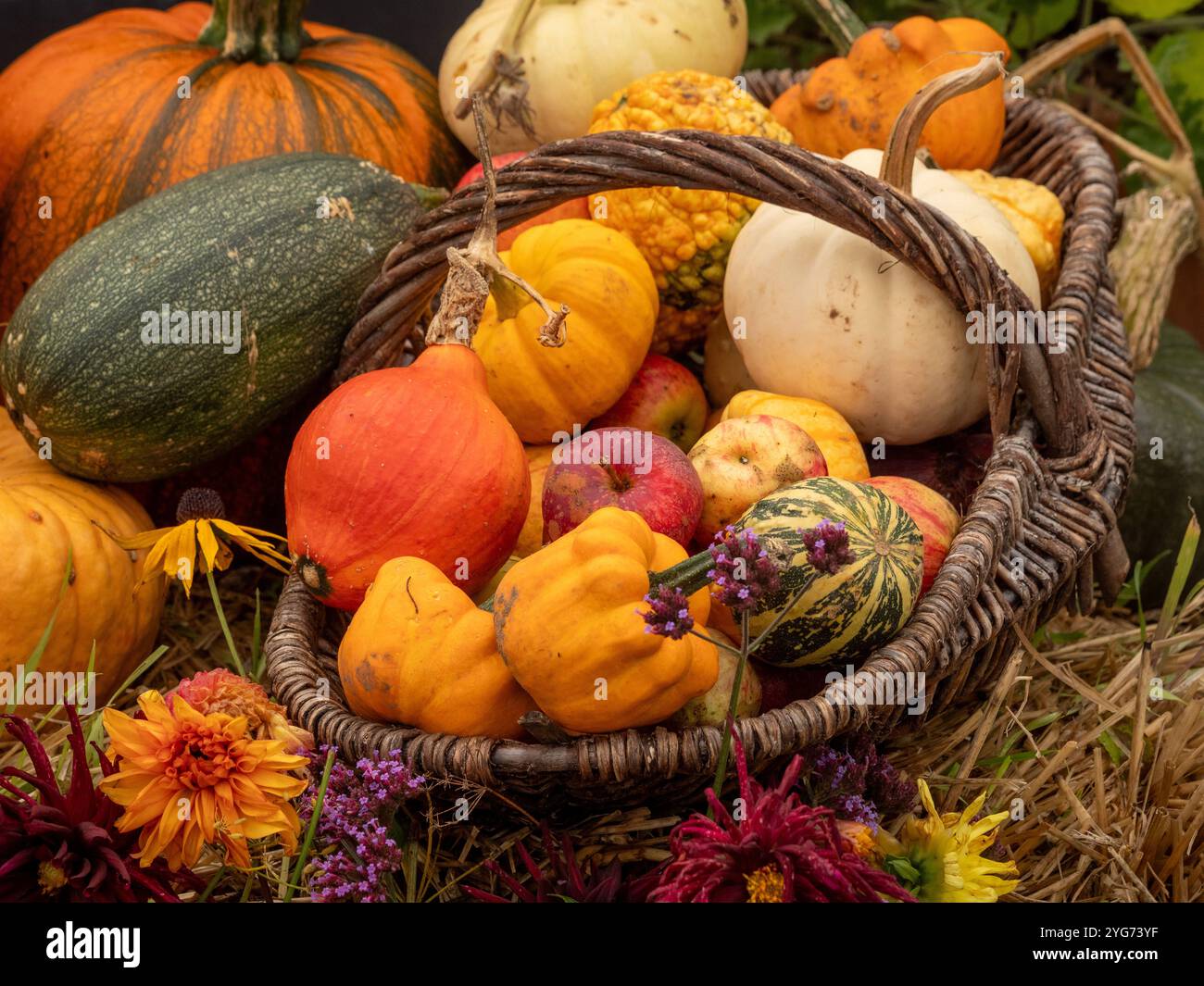 Ernten Sie einen Korb mit Kürbissen und frisch geschnittenen Dahlien vor einem Strohballen-Hintergrund.“ Stockfoto