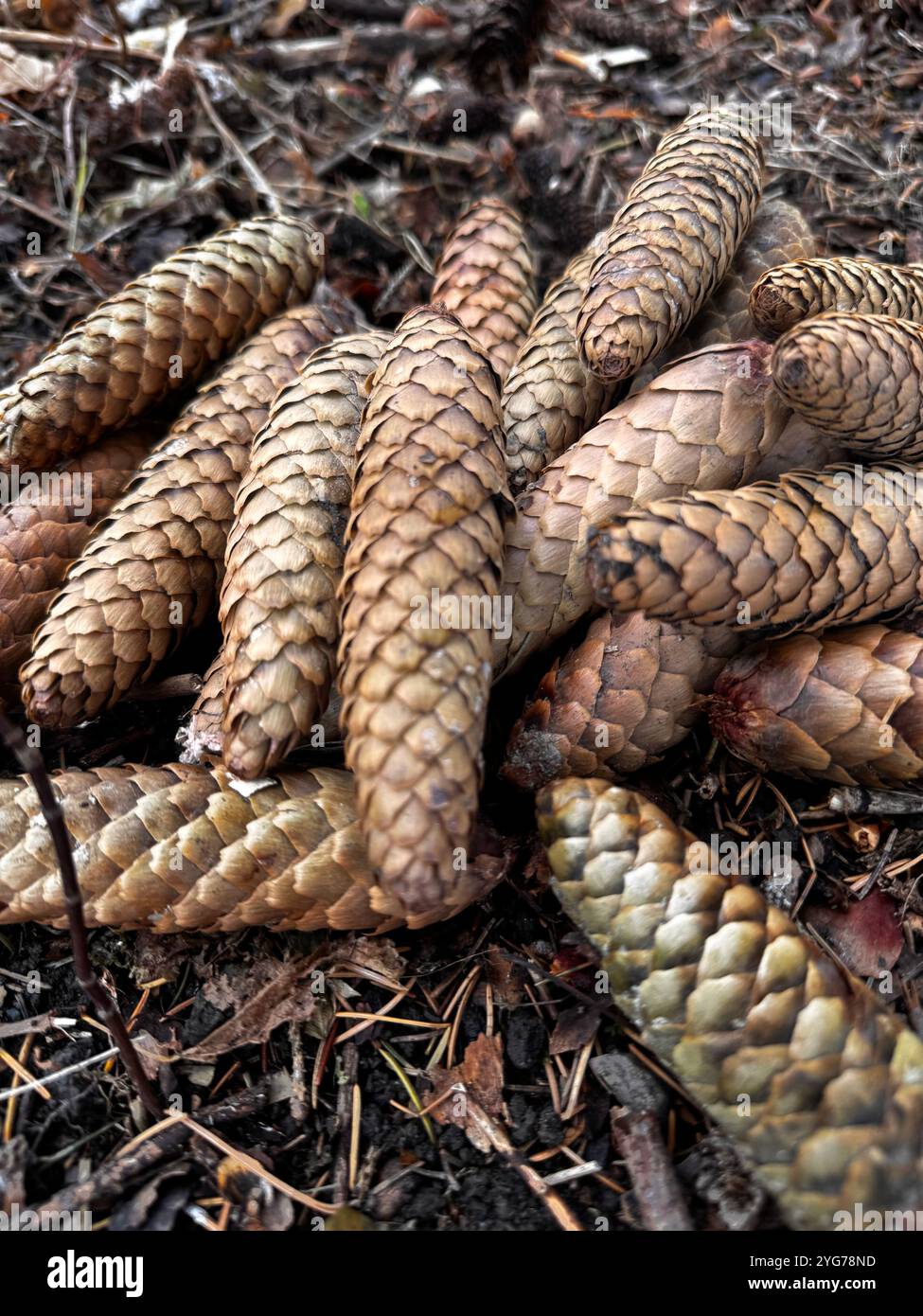 Pinienzapfen auf einem Laubbeet im Wald von Ottawa, AM 2024. November Stockfoto