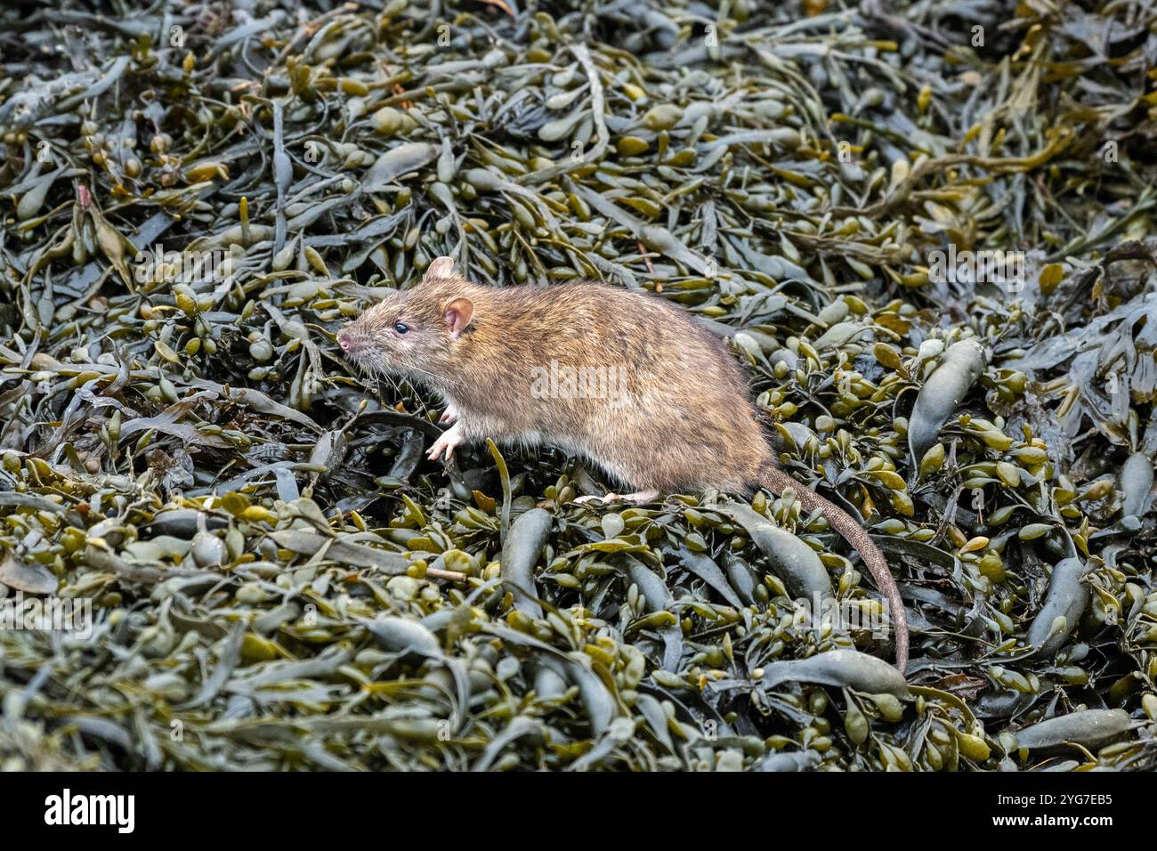 Braune Ratte (Rattus norvegicus) in Bantry Bay, West Cork, Irland. Stockfoto