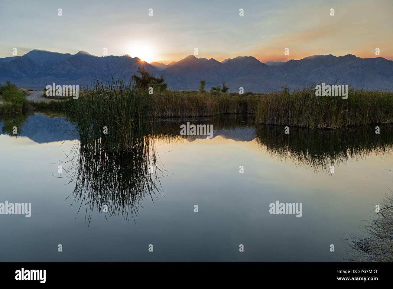 Der Sonnenuntergang über den östlichen Sierra Nevada Mountains in der Nähe von Independence California spiegelt sich in einem Owens Valley Teich mit etwas Wildblumenrauch über der Erbse Stockfoto