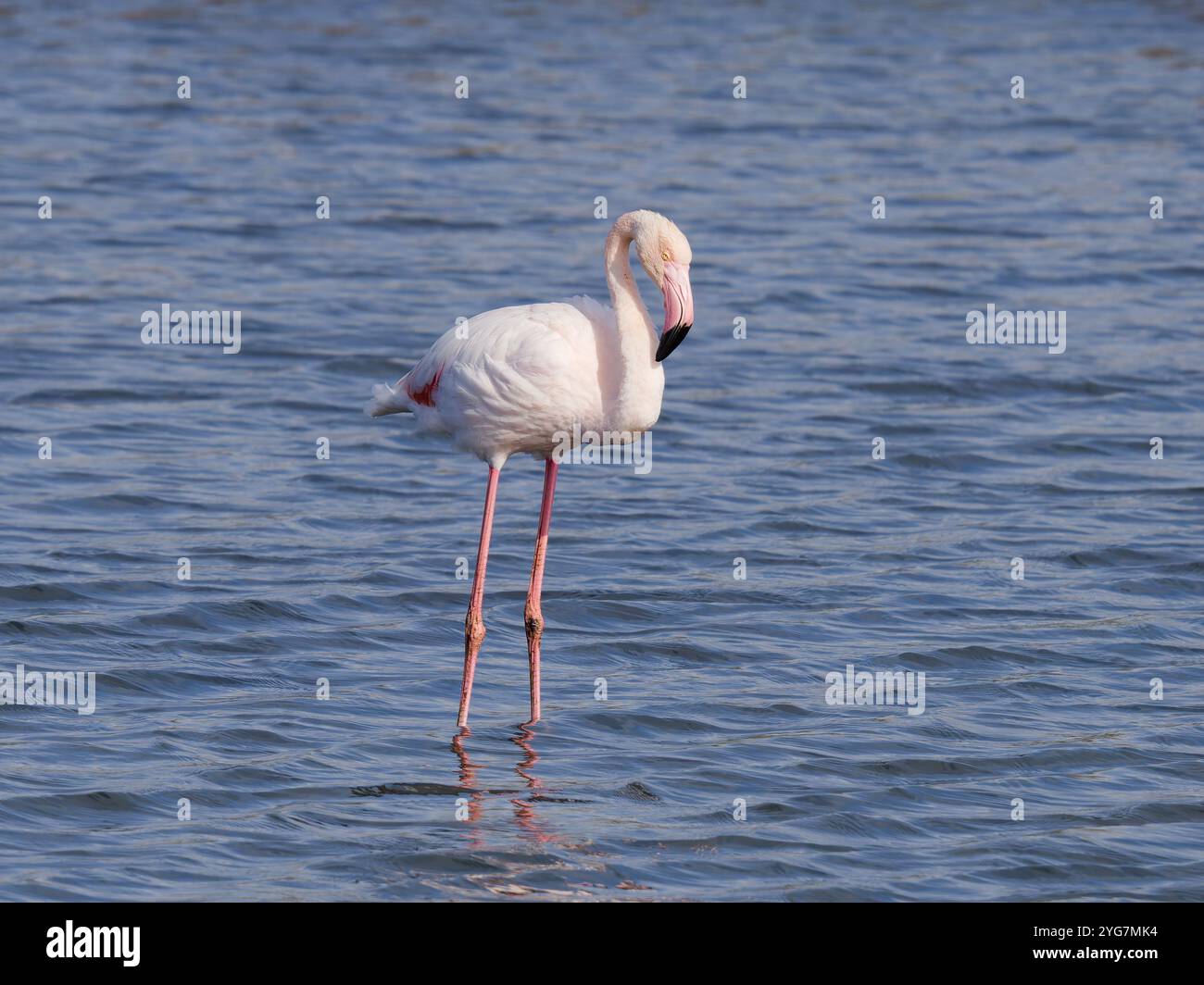 Ein großer Flamingo, Phoenicopterus roseus, waten in einer flachen Lagune. Stockfoto