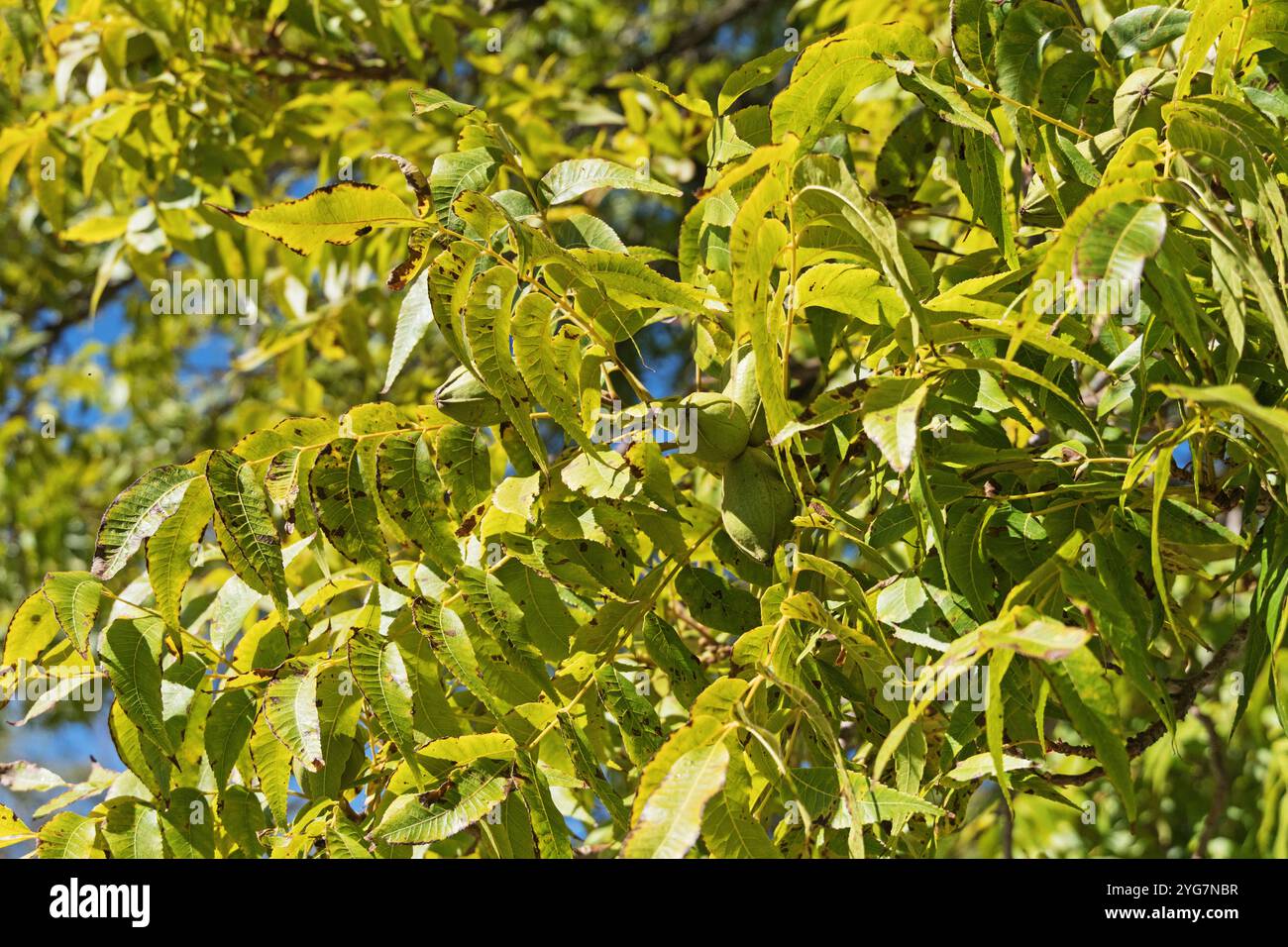 Unreife Pekannüsse, die in einem Pekannuss- oder Carya illinoinensis-Baum wachsen Stockfoto