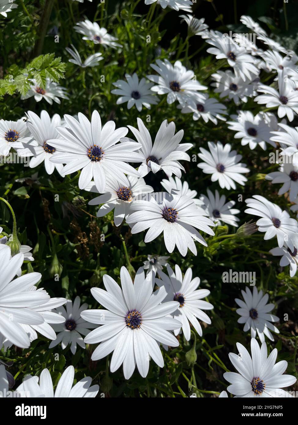 Blumen in einem Gänseblümchen weißen Blumen - Smartphone-aufgenommenes Stockfoto