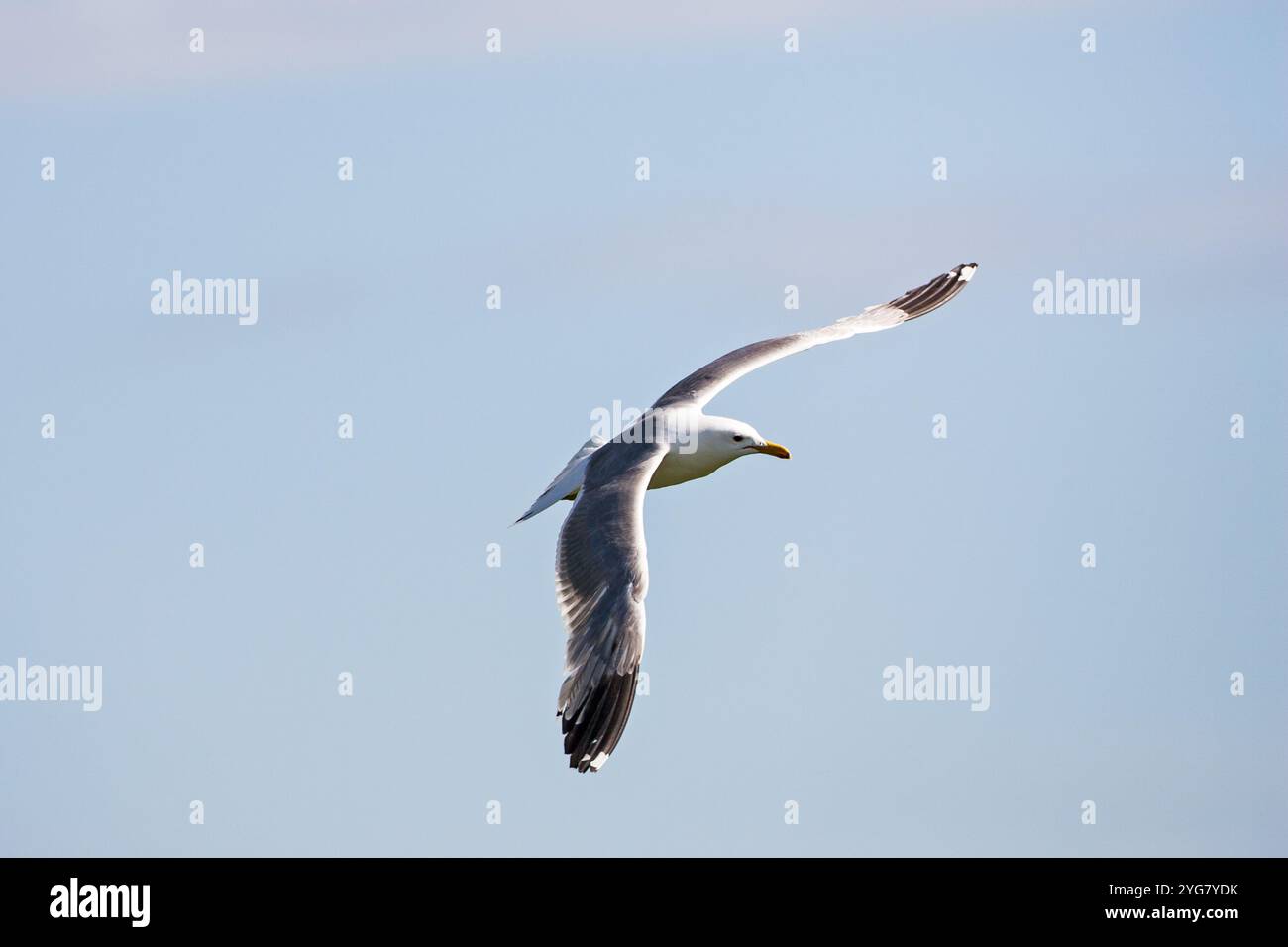 California gull Larus californicus im Flug über Hebgen Lake West Yellowstone Montana USA Juni 2015 Stockfoto
