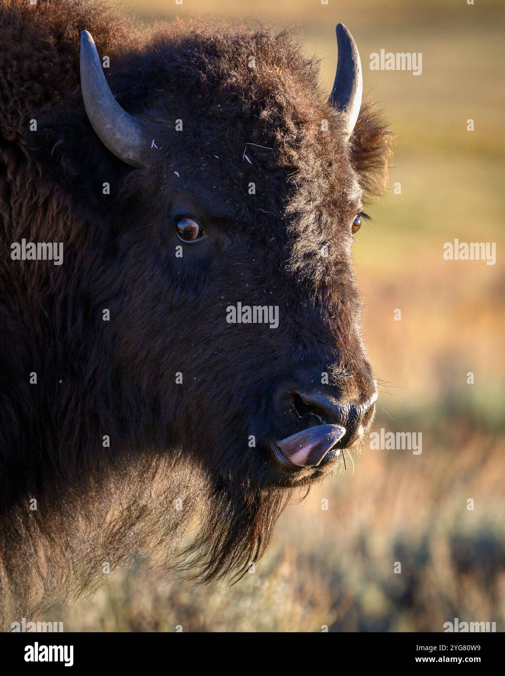 Junge Bisons lecken sich die Lippen; Yellowstone National Park, Wyoming. Stockfoto