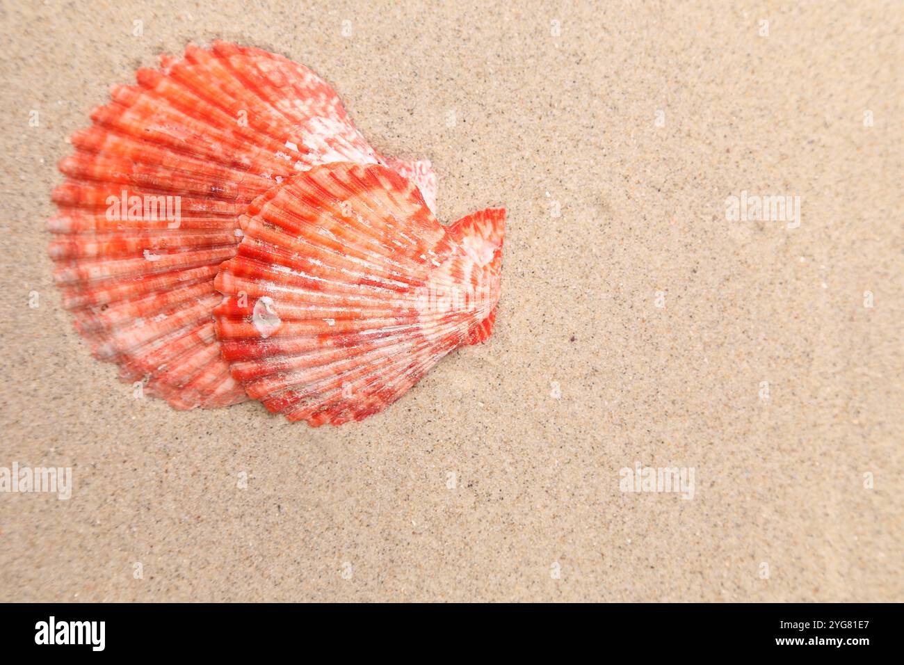 Rote Schale auf sandigem Hintergrund. Nahaufnahme. Stockfoto