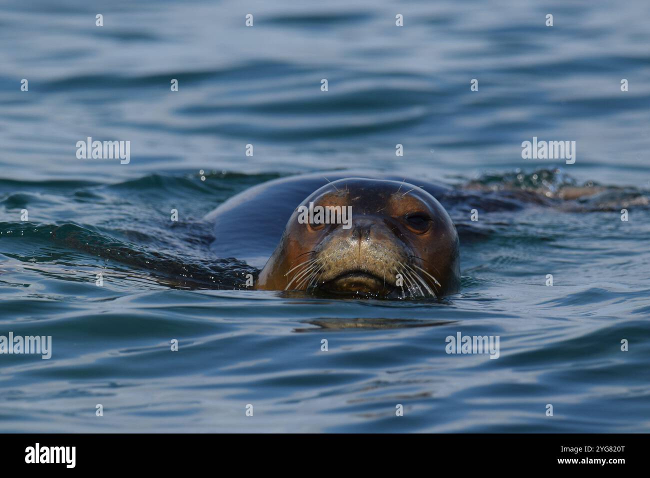 Mittelmeer Mönchsrobbe (Monachus monachus), Lichadonisia, Mittelmeer, Griechenland Stockfoto