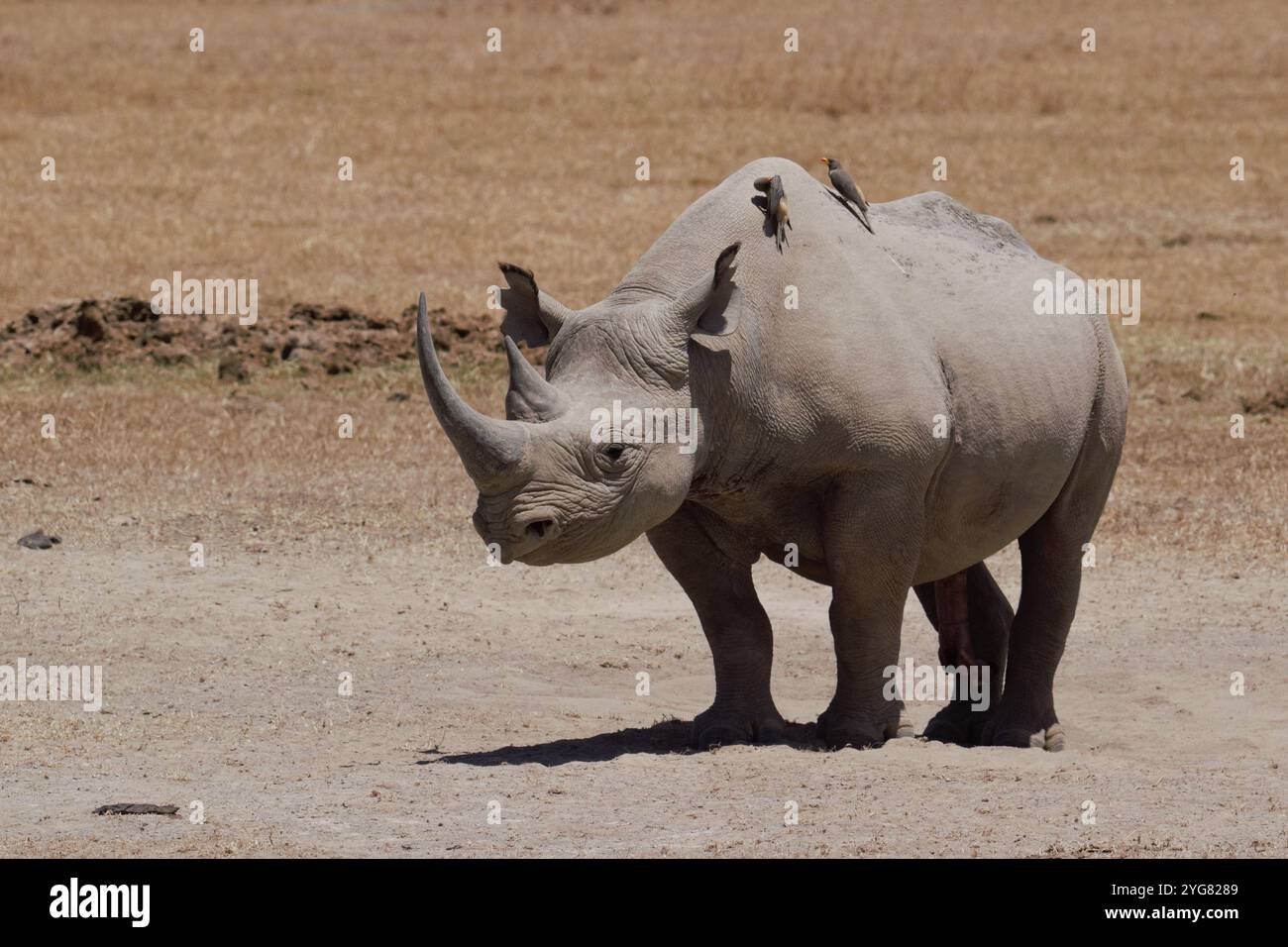 Ostnashorn (Diceros bicornis michaeli) männlich, Ol Pejeta Conservancy, Kenia, Ostafrika Stockfoto