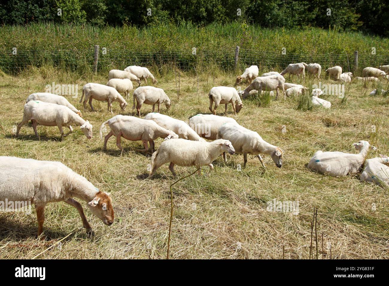 Frisch gescherte, weiße holländische Schafe im hohen Gras entlang einer Straße. Sommer, Juni, Niederlande Stockfoto