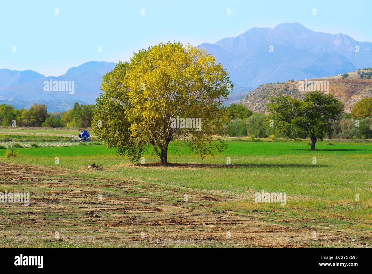 Herbstliche Landschaft mit Baum in einem Feld von Kalabrien, Italien Stockfoto