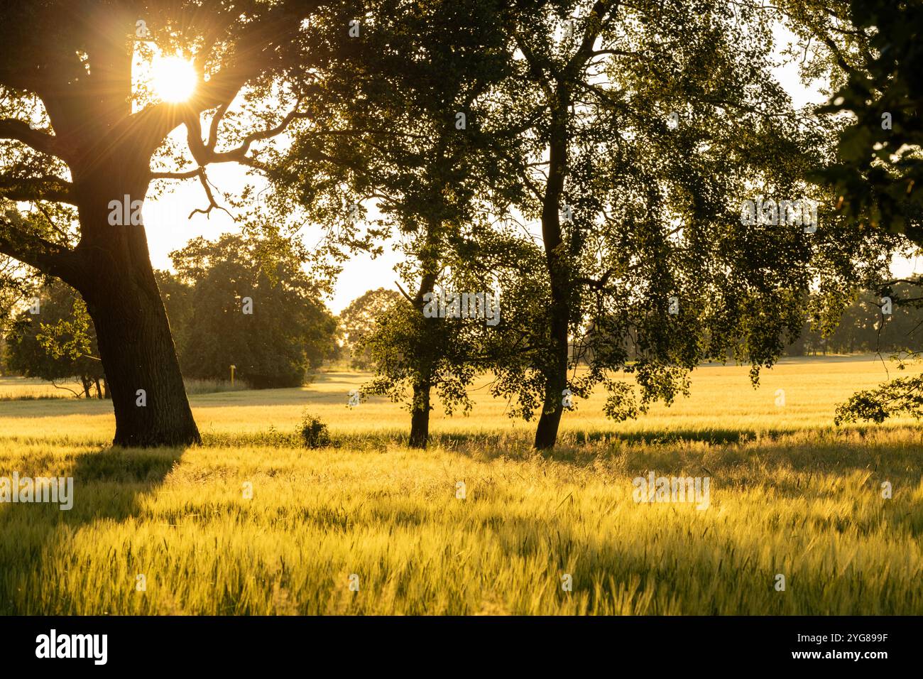 Golden Field Landscape bei Sonnenuntergang mit Bäumen Stockfoto