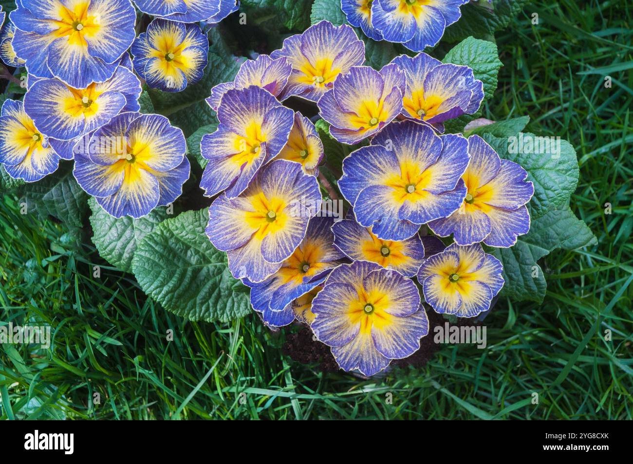 Nahaufnahme der Blumen auf Primrose / Primula Fireflies Eine blau-gelbe Doppelprimula, die im Winter bis zum späten Frühling blüht, ist immergrün und völlig hart. Stockfoto