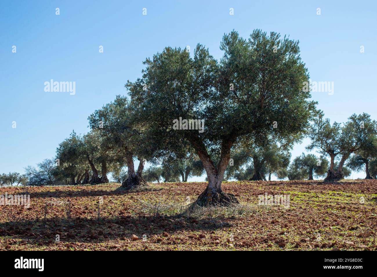 Spanische Olivenhainlandschaft Stockfoto