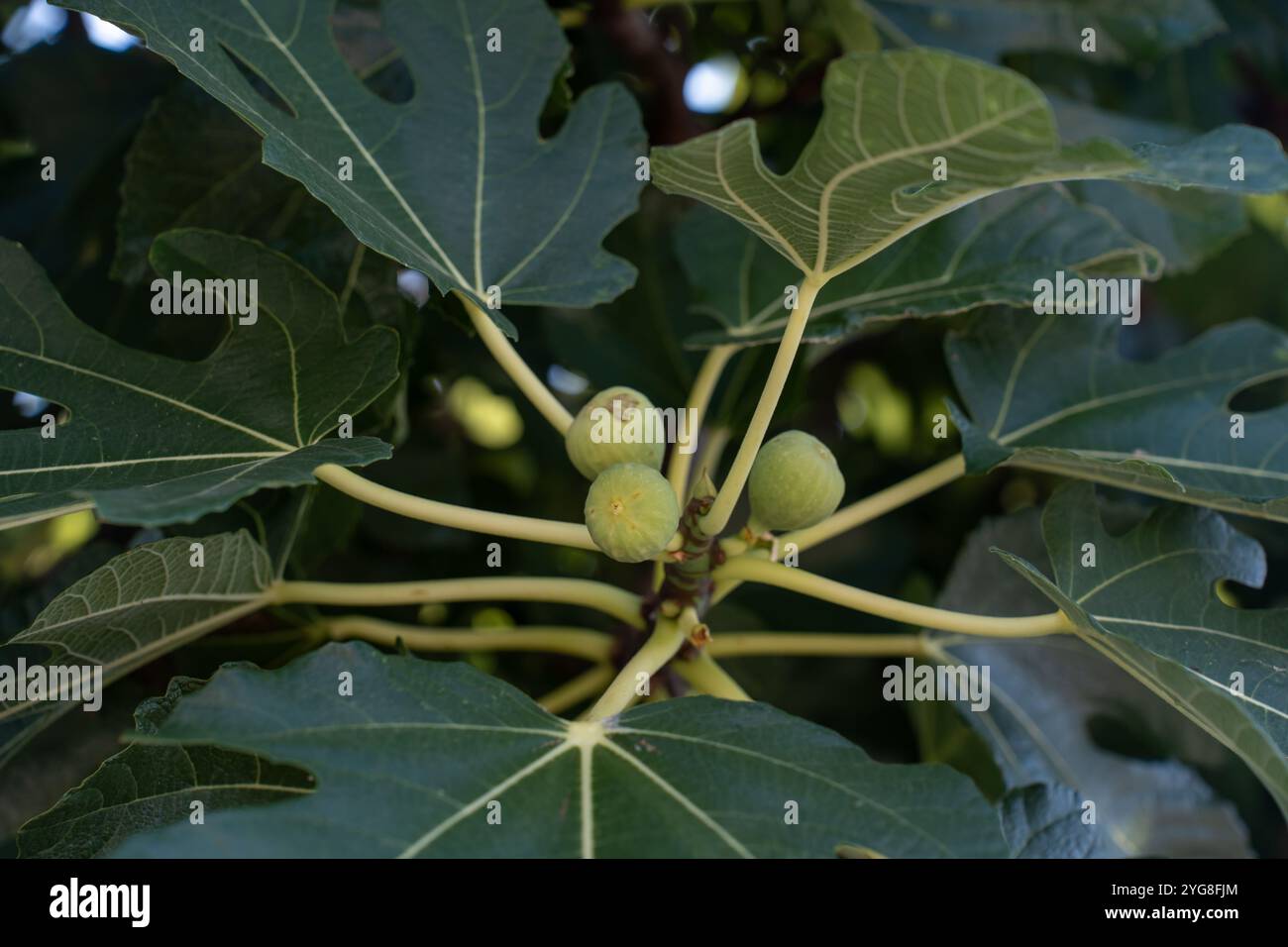 Nahaufnahme junger grüner Feigen, die auf einem Feigenbaum mit großen, lebhaften Blättern wachsen Stockfoto