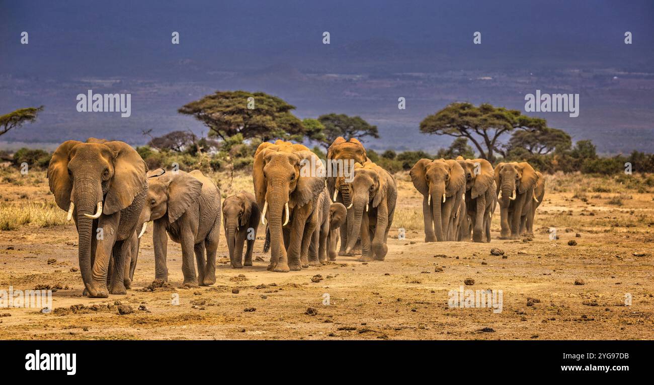 Elefantenzug, Amboseli-Nationalpark Stockfoto