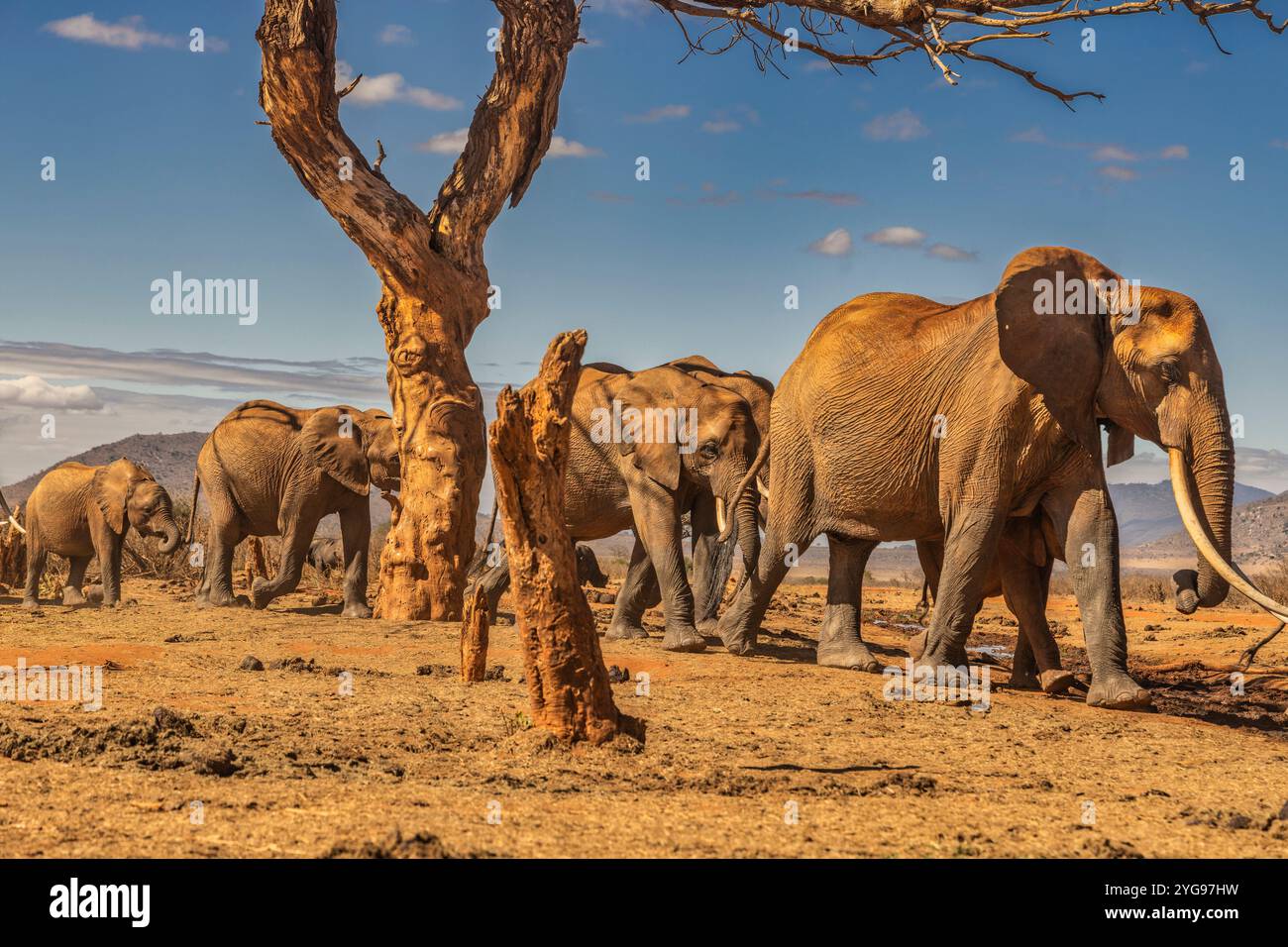 Roter Elefantenzug, Tsavo Nationalpark Stockfoto