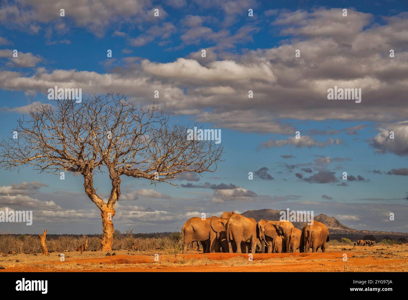 Rote Elefanten im Wasserloch, Tsavo Nationalpark Stockfoto