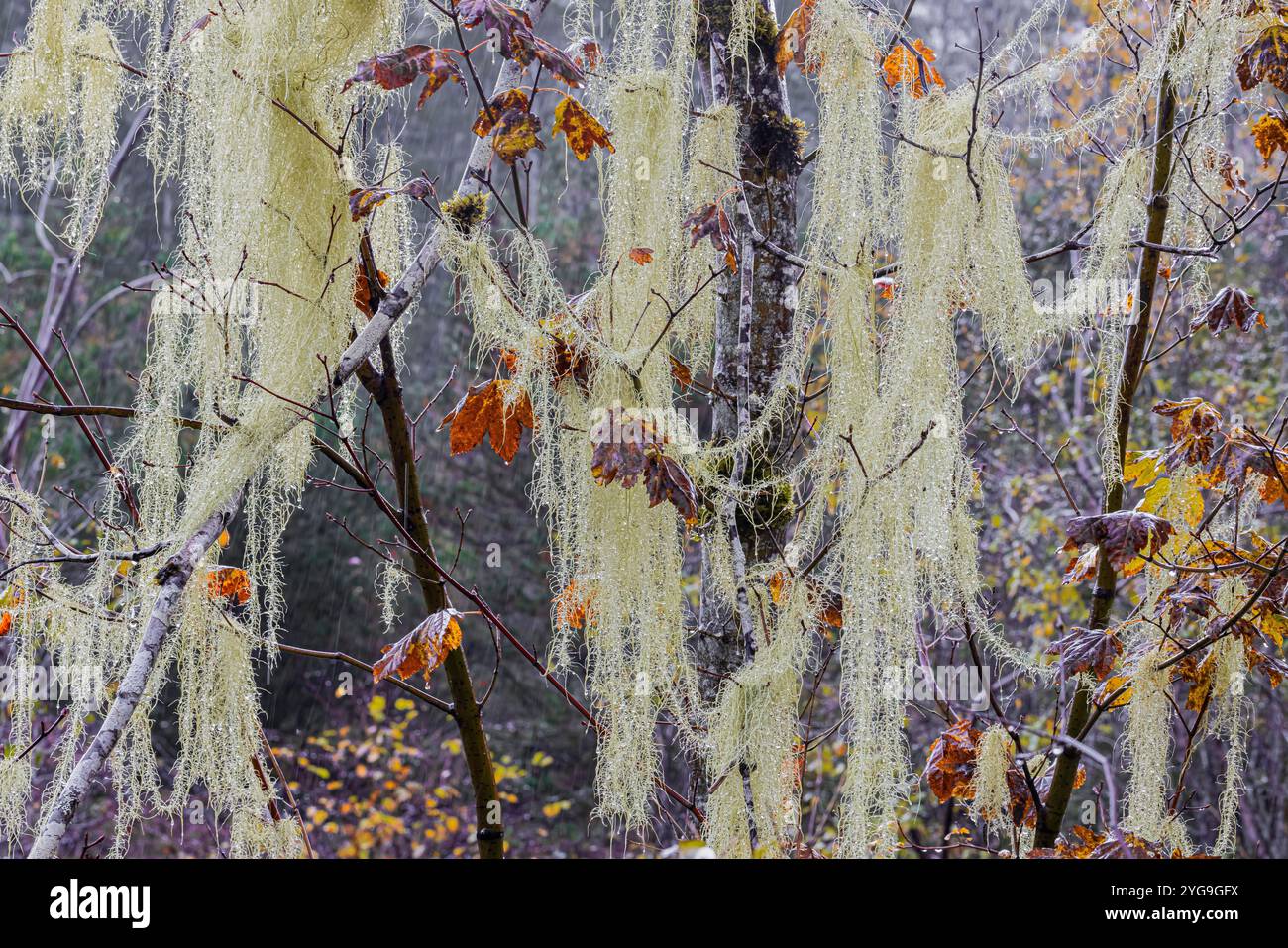 Methuselah’s Beard, Usnea longissima, auf der Rebe Maple im Regen im Schafer State Park, Washington State, USA Stockfoto