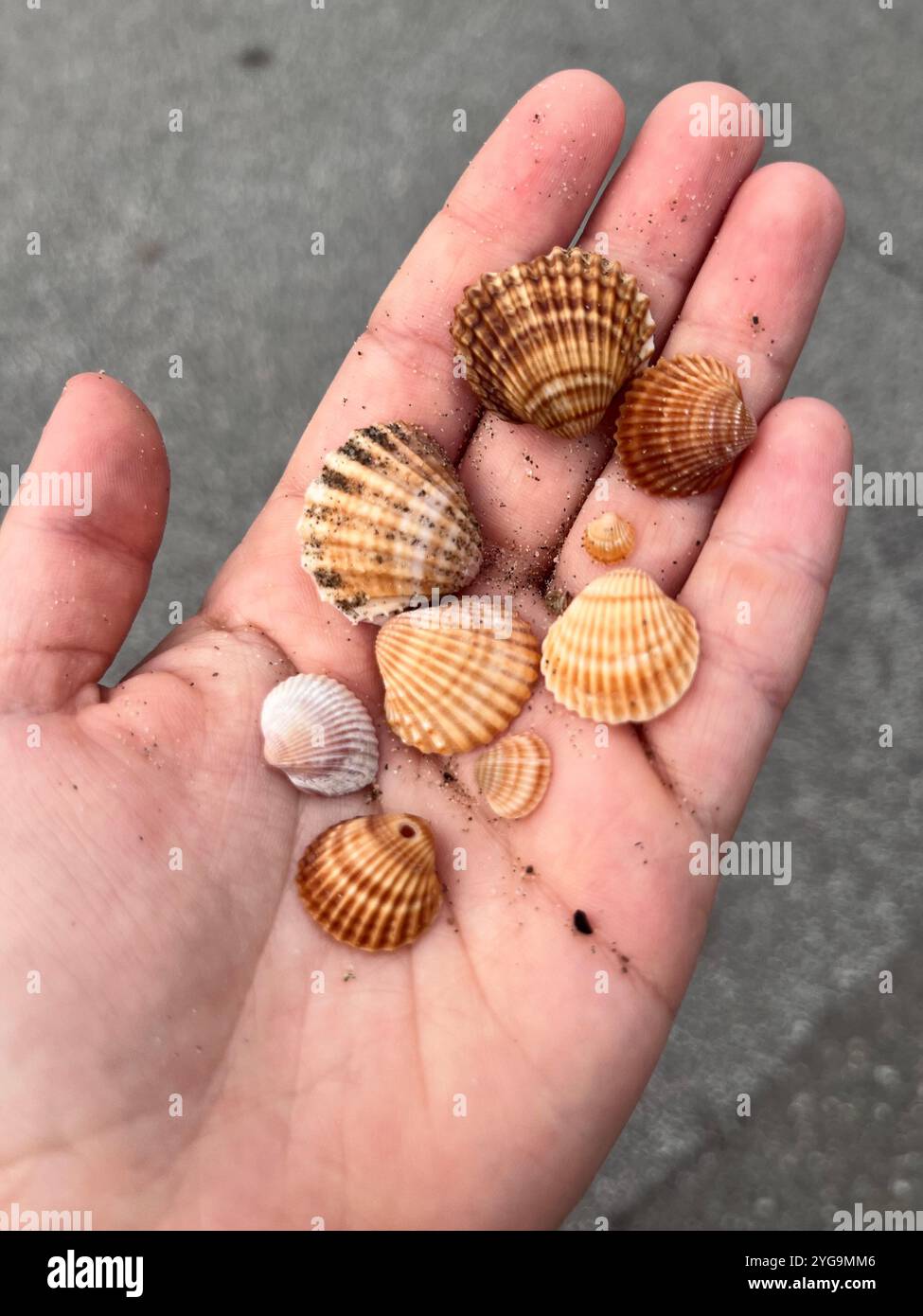 Winzige Wunder des Ozeans in meiner Hand. - Smartphone-aufgenommenes Stockfoto