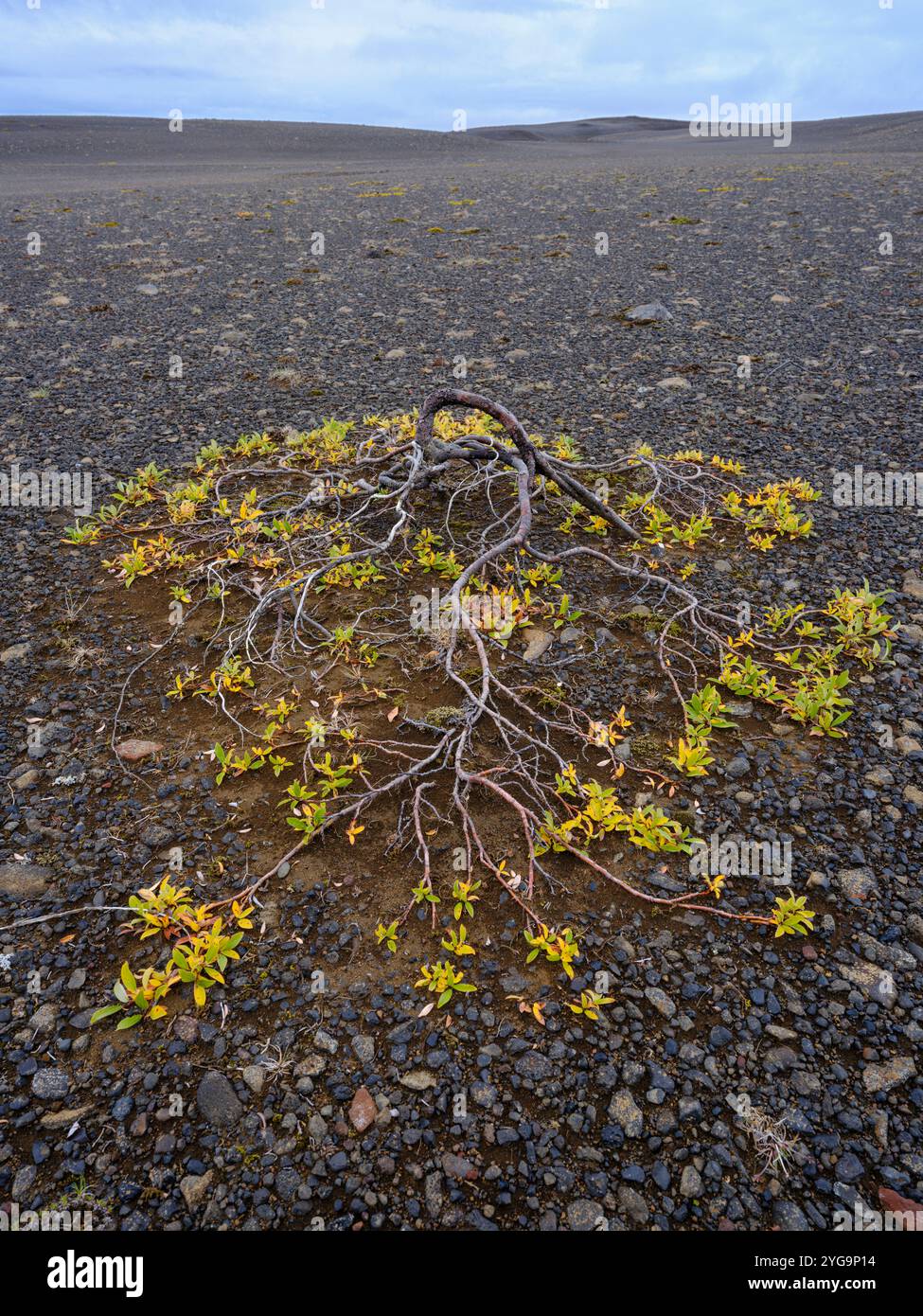 Arktische Weide (Salix arctica). Das Hochland Islands in der Nähe der Geländestrecke Sprengisandur, Island. Stockfoto