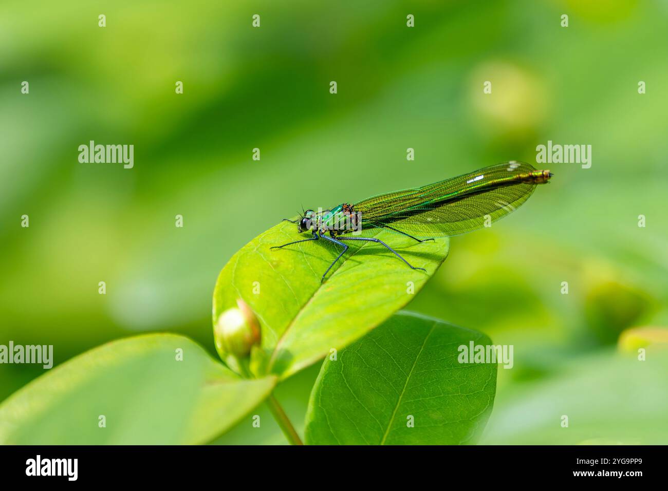 Damselfly Banded Demoiselle Stockfotos und Bilder schöne Farbdetails in natürlicher Umgebung Stockfoto