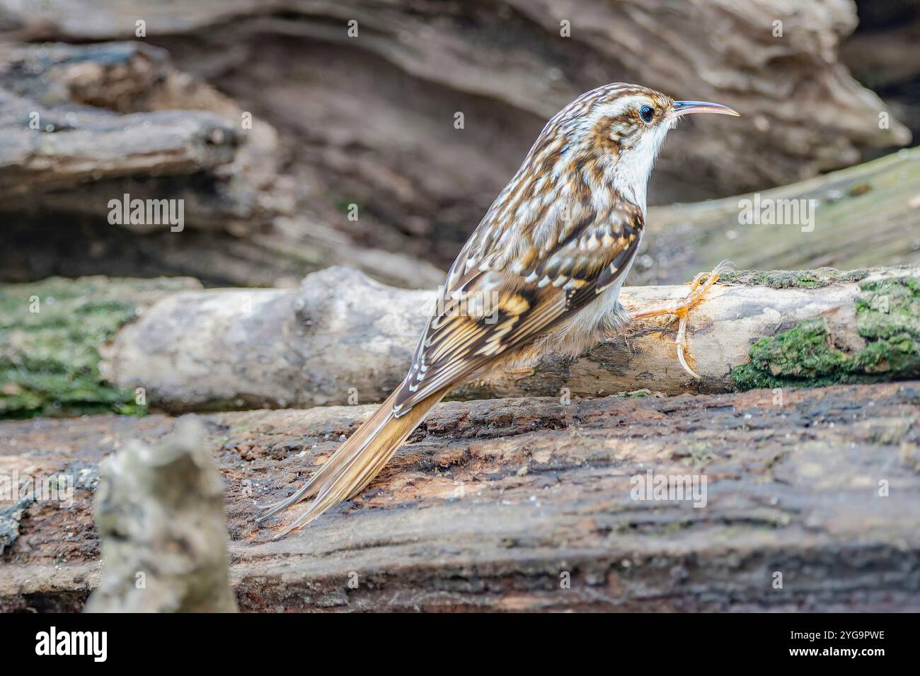 Eurasischer Baumwipfel Stockfotos und Bilder schöne Farbdetails in natürlicher Umgebung Stockfoto
