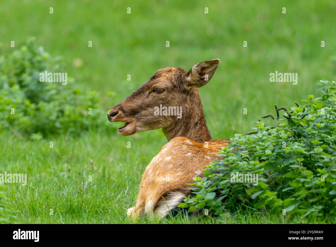 Rotwild Stock Fotos und Bilder, schöne Farbdetails in natürlicher Umgebung Stockfoto