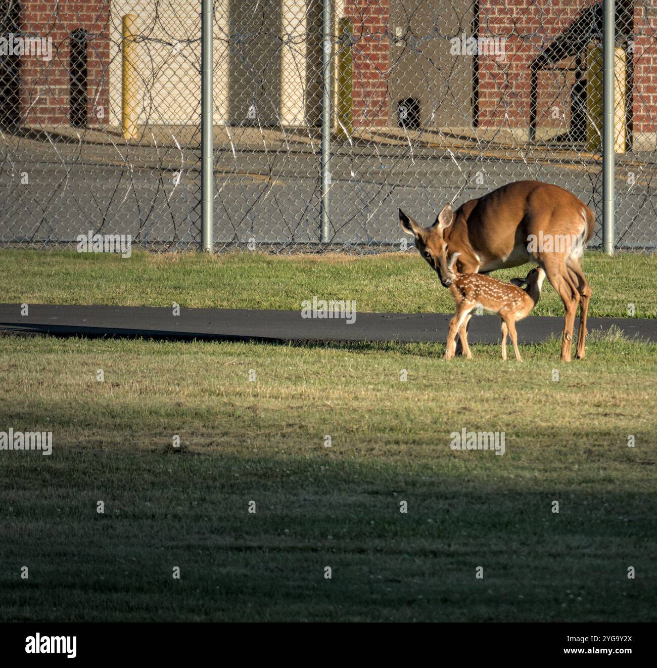 Rehfütterung Rehkitz vor dem Stacheldrahtzaun eines Gefängnisses im Bundesstaat New york (Natur- und Wildtierkonzept) von Menschenhand geschaffene und natürliche Gefahrengrenze Baby anim Stockfoto